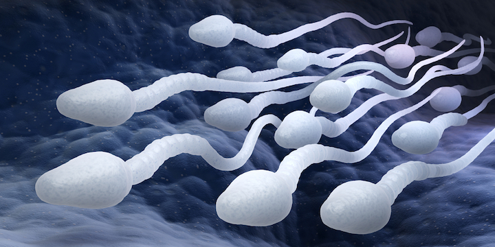 Covid could alter sperm quality