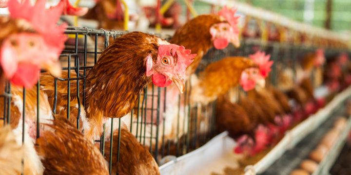 Is avian influenza dangerous for humans?