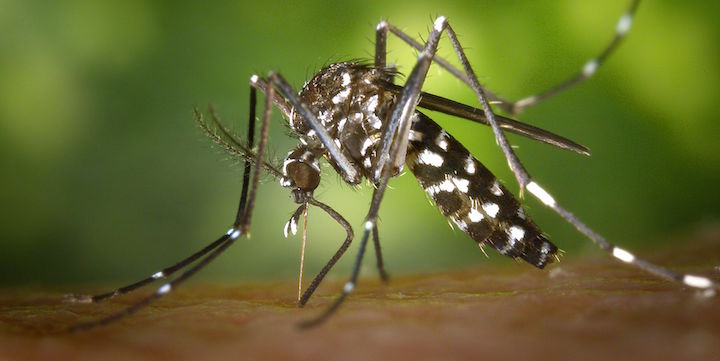Three questions about the tiger mosquito