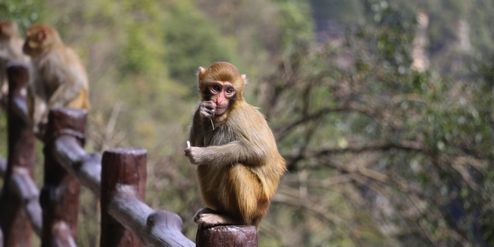 Monkey herpes virus B: should you be concerned?